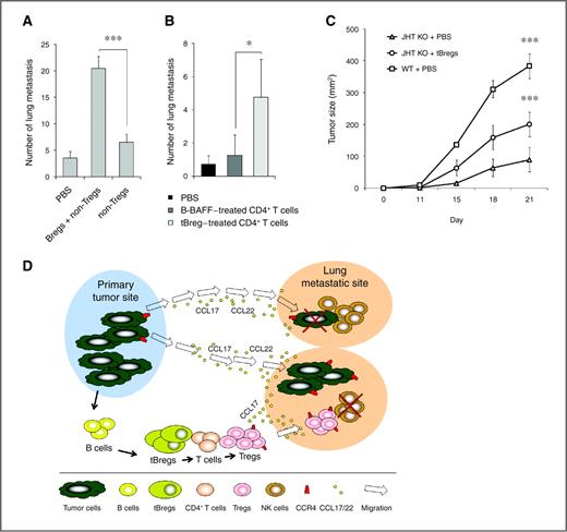 Figure 6. A and B, tBregs support lung metastases via Treg generation. The inability of 4T1.2 cells to metastasize in T- and B-cell–deficient NOD/SCID mice is reversed by transfer of tBregs together with non-Tregs (A) or newly tBreg-generated Tregs (B, depleted of B cells as in Fig. 5B). Control mice received CD25−CD4+ T cells (non-Tregs, A) alone, or tBregs alone (not shown), or T cells cultured with mock-treated B cells (B). C, poor growth of s.c. challenged B16 melanoma in mice deficient in mature B cells (JHT KO) can be reversed by adoptive transfer of congeneic tBregs (splenic B cells from naïve C57BL/6 mice treated with CM-4T1PE as in Fig. 1C). Shown, mean lung metastatic foci (A and B) or tumor size (C) ± SEM of 3 to 5 mice per group experiments reproduced 3 times. D, summary schema which expands our recent report on the importance of Tregs in lung metastases (3) by adding a “missing link,” tBregs. Our data indicate that as long as cancer persists, it induces the generation of tBregs from resting B cells by producing yet to be identified soluble factors. As a result, tBregs induce TGF-β–dependent FoxP3+Treg conversion of non-Treg T cells and thereby promote lung metastasis by presumably utilizing the same mechanism we previously reported, such as by migrating into CCL17/CCL22-producing lungs to directly kill antitumor NK cells (3). In the absence of tBregs, cancer cannot metastasize into the lungs due to a poor Treg conversion.
