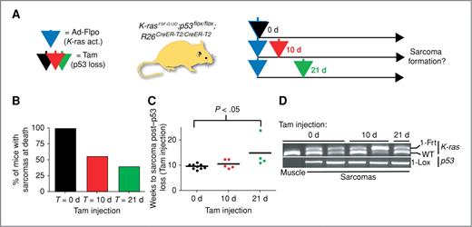 Figure 3. Delaying p53 loss relative to K-rasG12D activation reduces tumor formation in a mouse model of STS. A, experimental outline of sequential mutagenesis strategy, showing the genotype of the compound mutant mice and the treatment regimen. See text for details. B, bar graph illustrating tumor incidence in mice in which tamoxifen treatment began on day 0 (black bar), day 10 (red bar), or day 21 (green bar) following Ad-Flpo infection. Tam, tamoxifen. C, dot plot indicating the kinetics of sarcomagenesis as measured by the time to tumor formation post–p53 loss (tamoxifen treatment). Tam, tamoxifen. Color scheme is same as in (B); Student's t-test was used for statistical significance. D, PCR analysis of K-ras and p53 loci. Tam, tamoxifen.