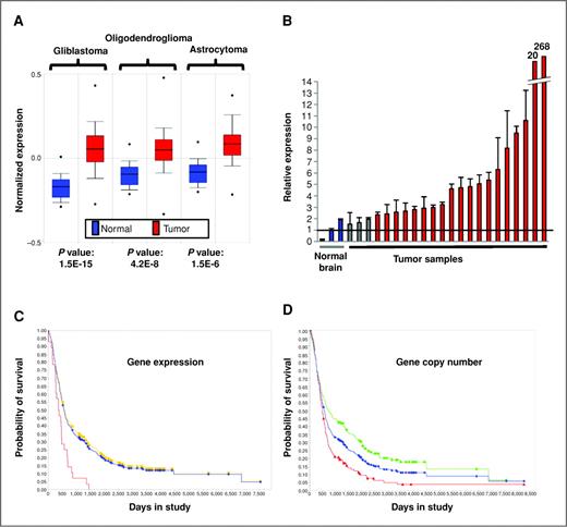Figure 1. hnRNP A2/B1 is upregulated in brain tumors, and the expression and gene copy number of hnRNP A2/B1 are inversely correlated with glioma patient survival. A, hnRNP A2/B1 expression in samples of glioblastoma, oligodendrogioma, and astrocytoma patients (red) compared with normal brain samples (blue). Data taken from Oncomine (http://www.oncomine.org). B, qRT-PCR quantitation of hnRNP A2 expression was done on total RNA extracted from normal brain (blue) and glioblastoma WHO grade IV tumors (gray and red columns). Red columns represent tumor samples in which hnRNP A2 expression is more than 2-fold over the average expression of the normal brain samples (normalized as 1 and represented as black line). C, Kaplan–Meier survival plots show the survival of glioma patients with differential expression of hnRNP A2/B1: samples with upregulation (red line; n = 28). Samples with intermediate expression (yellow; n = 316). The blue line represents the survival of all glioma patients. Log-rank P value (upregulated vs. intermediate): 7.89948E-5. Data based on the National Cancer Institute REMBRANDT data set (http://rembrandt.mci.nih/gov). D, Kaplan–Meier plots show the correlation between hnRNP A2/B1 gene copy number and glioma patient survival. Samples with gene amplification (red line; n = 179). Samples with gene deletion (green line; n = 179). Blue line represents the survival of all glioma patients. Log-rank P value (upregulated vs. intermediate): 1.54771E-5. Data based on the National Cancer Institute REMBRANDT data set (http://rembrandt.mci.nih/gov).