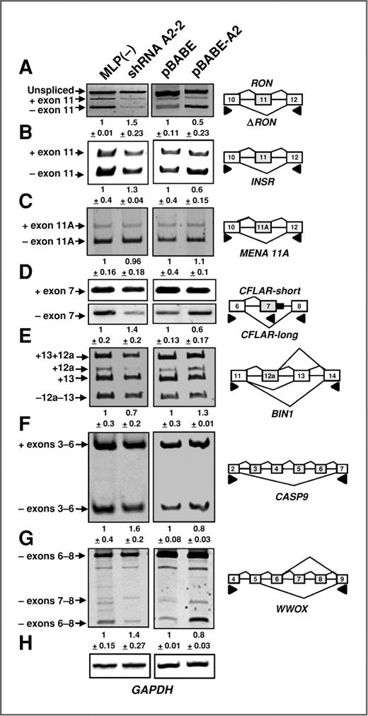 Figure 4. hnRNP A2/B1 regulates the alternative splicing of tumor suppressors and oncogenes. U87MG glioblastoma cancer cells were transduced with retroviruses encoding shRNA empty vector (MLP), or hnRNP A2/B1–specific shRNA, empty pBABE vector, or pBABE containing hnRNP A2/B1. After selection cells were lysed, RNA isolated, and the alternative splicing patterns of RON, INSR, ENAH, CFLAR, BIN, CASP9, and WWOX were examined by RT-PCR, using the indicated isoform-specific primers (arrowheads). The splice variants are indicated by boxes at the right side of each gel. A, RON exon 11 skipping/inclusion. B, INSR exon 11 skipping/inclusion. C, ENAH exon 11a skipping/inclusion. D, CFLAR exon 7 skipping/inclusion. E, BIN1 exons 12a and 13 skipping/inclusion. F, CASP9 exons 3 to 6 skipping/inclusion. G, WWOX exons 6 to 8 skipping/inclusion. H, glyceraldehyde-3-phosphate dehydrogenase (GAPDH) control. Numbers under each panel represent the average and SD of fold change in the inclusion of the indicated exon compared with the empty vectors (normalized as 1) in 2 to 4 independent experiments.