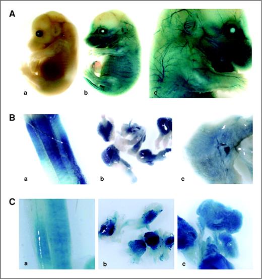 Figure 1. Tamoxifen-induced recombination at the Rosa26 locus in PLPCre-ERT2;R26R mice. A, PLPCre-ERT2;R26R double transgenic pregnant females were orally gavaged with 1 mg of tamoxifen at E12.5 and the embryos were analyzed 48 hours later for expression of beta-gal (b, c). Control animals were only given sunflower oil (a). B, gavaged administration of tamoxifen (2 mg a day for 5 days) to lactating mothers leads to efficient recombination in sciatic nerve (a), DRG (b), and trigeminal ganglia (c) of the nourished pups. C, eight-week-old mice were gavaged with 4 mg of tamoxifen a day for 5 consecutive days. Animals were subsequently sacrificed for beta-gal expression analysis in sciatic nerve (a), DRG (b), and trigeminal ganglia (c).