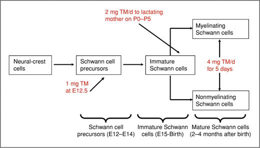 Figure 2. Temporal induction of NF1 ablation in Schwann cells during development. Schematic representation of the experimental design for conditional inactivation of NF1 during development. Specifically, oral gavage is used to administer tamoxifen (i) to pregnant mice at E12.5 to knock out NF1 at the SCP stage, (ii) to lactating mothers at birth to knock out NF1 at the immature Schwann cell stage, and (iii) to 2 to 4 months old adult mice to knock out NF1 in mature Schwann cells. TM, tamoxifen.