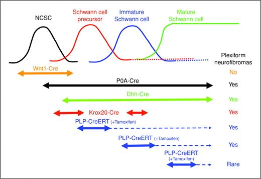 Figure 7. Diagram outlining the stages of Schwann cell development and the periods of Cre-mediated recombination in various neurofibroma models. Neural crest cells generate mature Schwann cells in a process that parallels embryonic development: migrating neural crest cells move through immature connective tissue before the time of nerve formation at E9-E11, and then differentiate into SCPs between E12-E13. These SCPs then become immature Schwann cells, which are generated from E14 until right after birth. The immature Schwann cells eventually differentiate into mature Schwann cells in the postnatal period. Cre-mediated recombination to ablate NF1 expression in the NCSCs by using the Wnt-1 promoter does not result in neurofibroma formation (12). However, NF1 inactivation with Cre recombinase expression driven by the Krox20, P0A, or Dhh promoter does result in neurofibroma formation (9–11). The Krox20Cre;NF1flox/− mice develop only paraspinal neurofibroma and require sacrificing at 10 to 12 months of age. On the other hand, the P0ACre;NF1flox/− mice develop signs of sickness including lethargy, ruffled hair, and hindlimb paralysis in their second year of life. These sick mutant mice exhibit neurofibroma formation throughout the PNS. The DhhCre;NF1flox/flox also develop plexiform neurofibromas near the DRG, predominately at lower cervical or upper thoracic levels leading to paralysis and requiring sacrifice by 13 months of age. A portion of these mice also has neurofibromas located under the dermal muscle layer in the back at the thoracic and lumbar areas (9, 10). Although PLPCre-ERT2;NF1flox/− mutant mice robustly develop paraspinal neurofibroma near the DRG when NF1 is ablated at, or prior to, the neonatal period, the inactivation of NF1 specifically in adulthood rarely leads to plexiform neurofibroma formation in this model.