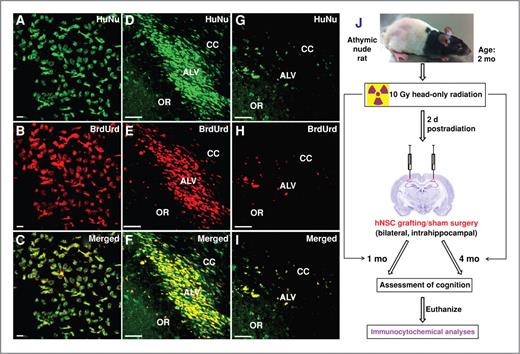 Figure 1. In vitro and in vivo colabeling of HuNu (green) and BrdUrd (red). Dual labeling of HuNu with BrdUrd in vitro (A–C) and in vivo at 1 month (D–F) and 4 month (G–I) postgrafting in host hippocampus. ALV, alves of hippocampus; OR, oriens of hippocampus. Schematic illustration of transplantation studies (J). Two-month-old athymic nude rats receiving 10 Gy head-only irradiation were engrafted with hNSCs 2 days later. At 1 or 4 months following surgery, animals were subjected to cognitive testing, using the hippocampal dependent NPR task and then euthanized for engrafted cell survival and differentiation analyses. Control and irradiated animals receiving sterile vehicle served as sham surgery groups. Scale bars: A–C, 10 μm; D–I, 50 μm.