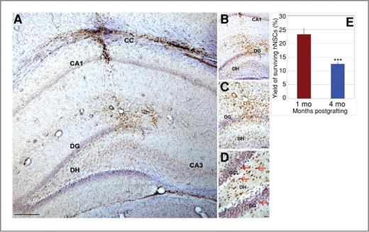 Figure 4. Engrafted hNSCs survive and migrate in the host hippocampus. At 1 month postengraftment, hNSCs showed extensive migration from the injection site throughout the hippocampus [DG, DH, granule cell layer (GCL), CA1 and CA3 subfields, and partially in the CC; magnification ×4–40 (in A–D)]. Grafted cells were detected by BrdUrd immunostaining (dark brown nuclei, indicated by red arrows; D) and counterstained with hematoxylin. Images were derived from irradiated animals engrafted with hNSCs and analyzed at 1 month postgrafting. Enumeration of transplanted hNSCs by unbiased stereology revealed that 23% and 12% of the engrafted cells survived at 1- and 4-month postgrafting time points, respectively (E). Scale bars: A, 200 μm; B, 100 μm; C, 50 μm; D, 20 μm. ***, P = 0.043 comparing 1-month and 4-month postengraftment groups.