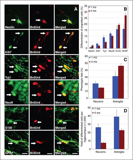 Figure 6. Transplanted hNSCs differentiated into neuronal and astrocytic phenotypes at 1 and 4 months postengraftment. A and B, hNSCs positive for BrdUrd occasionally expressed the cell-cycle marker (Ki67) and multipotent marker (nestin). Engrafted (BrdUrd+) cells differentiated into immature (Tuj1+) and mature (NeuN+) neurons (A and B). The majority of engrafted (BrdUrd+) cells differentiated into mature (S100+, S100β protein) and immature (GFAP+) astrocytes (A and B). Arrows indicate dual-labeled engrafted cells. The percentage (C) and yield (D) of differentiated hNSCs within each hemisphere of the irradiated rat brain. Scale bars: A, 5 μm.