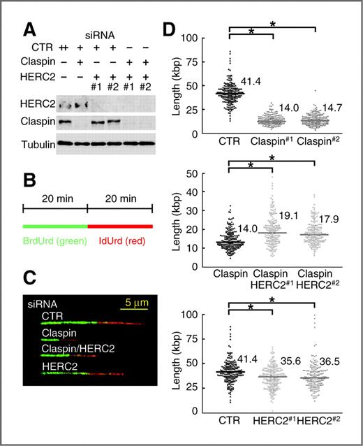 Figure 3. HERC2 suppresses DNA strand elongation in the absence of Claspin. A and B, HCT116 cells transfected with the indicated siRNA were subjected to immunoblot (A) or sequentially treated with BrdUrd and IdUrd for 20 minutes each to label the nascent DNAs (B). C, representative images of labeled DNA fibers from cells with indicated siRNA measured with confocal microscopy. D, distributions of replication fork length during the entire labeling period in cells with the indicated siRNA are shown with the mean percentages (bars). Significance was analyzed by Student t test. *, P < 0.0001.