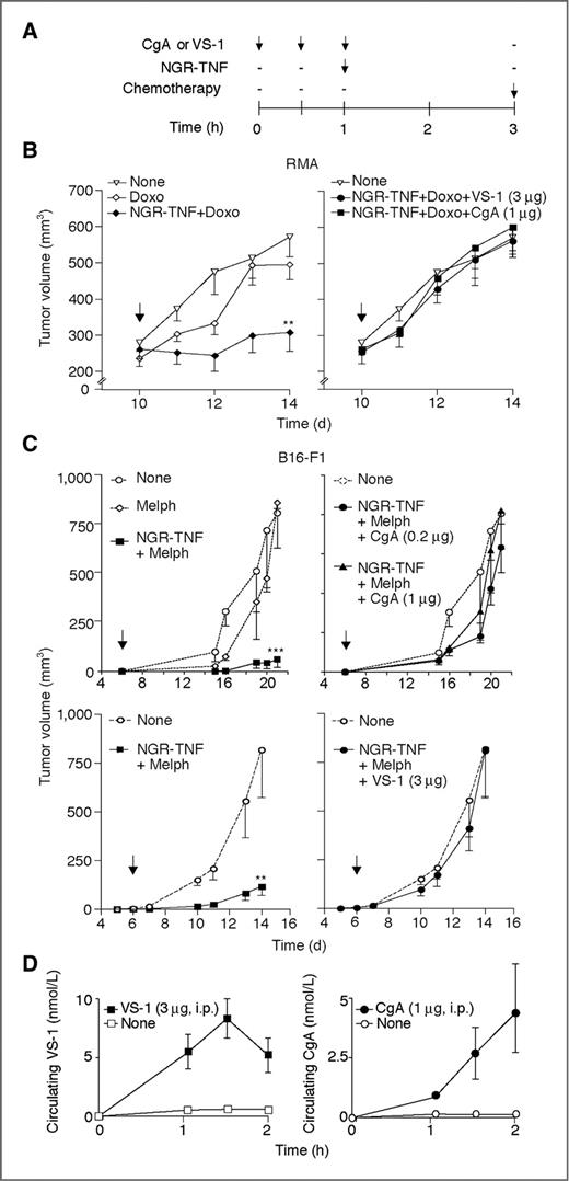 Figure 1. CgA and VS-1 inhibit the synergistic antitumor effects between NGR-TNF and chemotherapeutic drugs. A, tumor-bearing mice were treated, i.p., with CgA (1 or 0.2 μg) or VS-1 (3 μg), NGR-TNF (0.1 ng) and doxorubicin (80 μg) or melphalan (90 μg) at the indicated time. B and C, effect of CgA or VS-1 on the synergistic activity of NGR-TNF and chemotherapy on tumor growth (n = 5 mice per experiment, mean ± SE). D, serum levels of human CgA and VS-1 as measured by ELISA (mean ± SE, n = 5 mice per experiment). **, P < 0.01; ***, P < 0.001 by t test (2-tailed).