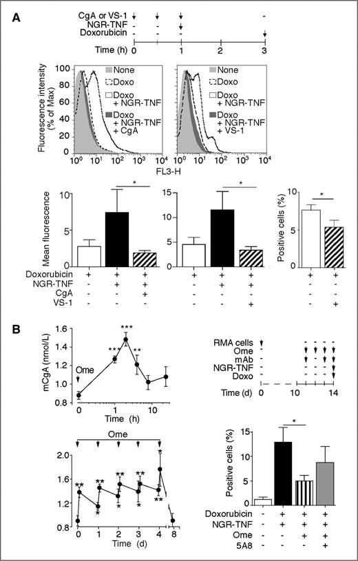 Figure 3. CgA and VS-1 inhibit the NGR-TNF−induced penetration of doxorubicin in RMA tumor cells in vivo. A, effect of exogenous CgA and VS-1 on the NGR-TNF−induced penetration of doxorubicin in RMA tumor. Mice bearing RMA tumors (diameter 0.5–1 cm) were treated with VS-1 (3 μg), CgA (1 μg), NGR-TNF (0.1 ng), or doxorubicin (360 μg) as indicated. Mice were then killed. Tumors were excised, weighed, disaggregated, and filtered through 70-μm filters. Then, the amount of doxorubicin that penetrated tumor cells was analysed by FACS. Representative FACS analysis and fluorescence positive tumor cells are shown (mean ± SE, cumulative data of 2 (left) or 3 (right) independent experiments, n = 5–6 mice per group per experiment). B, left: effect of single or repeated administrations of omeprazole (Ome) on CgA serum levels (mean ± SE; n = 8 mice). Right: effect of omeprazole and anti-CgA mAb 5A8 on the NGR-TNF–induced penetration of doxorubicin in RMA tumors. Mice were injected with omeprazole (1 mg per mouse) and mAb (10 μg per mouse) as indicated. The % of fluorescence-positive cells recovered from RMA tumors is shown (mean ± SE, n = 6 mice per group). *, P < 0.05; **, P < 0.01; and ***, P < 0.001 by t test.