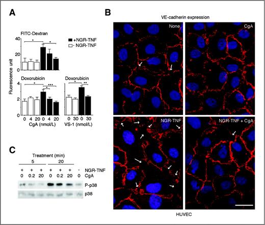 Figure 6. CgA inhibits the NGR-TNF−induced permeability, gap formation, VE–cadherin delocalization, and p38-MAPK phosphorylation in endothelial cell monolayers in vitro. A, effect of NGR-TNF and CgA on the flux of FITC–dextran (40 kDa) and doxorubicin through endothelial cell monolayers (HUVEC). Experiments were carried out as described in “Materials and Methods” (n = 4, mean ± SE). *, P < 0.05; **, P < 0.01; and ***, P < 0.001 by t test (2-tailed). B, effect of CgA (2.5 μg/mL) on VE–cadherin delocalization and gap formation (arrows) induced by NGR-TNF (5 ng/mL) in confluent endothelial cells. VE–cadherin was detected by immunofluorescence analysis with a rabbit anti–VE-cadherin antibody and goat anti-rabbit Alexa Fluor 546 conjugate (red). Nuclei were stained with DAPI (blue; representative picture of 2 experiments each conducted in duplicate). Bar, 10 μm. C, effect of CgA on NGR-TNF−induced phosphorylation of p38 MAPK in endothelial cells. Endothelial cells were incubated with NGR-TNF and CgA and analyzed by Western blot with anti−p38-MAPK and anti−phosphorylated p38-MAPK antibodies after 0, 5, and 20 minutes (representative results of 3 experiments).