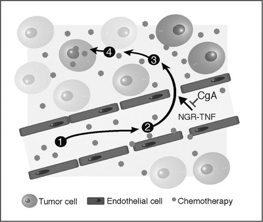Figure 7. Hypothetical mechanism of the effects exerted by NGR-TNF and CgA on the penetration of drugs in tumors. To reach cancer cells drugs must (1) enter tumor vasculature, (2) cross the vessel wall, (3) diffuse through the interstitium, and (4) penetrate into the cancer cells. NGR-TNF exerts synergistic effects with chemotherapy by altering the endothelial barrier function and promoting drug penetration in tumors (step 2). CgA and VS-1 inhibit NGR-TNF/chemotherapy synergism by protecting the endothelial barrier integrity.