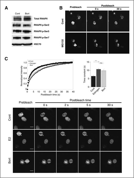 Figure 1. Bortezomib has no effect on the phosphorylation status of RNAPII and in contrast to MG132, only slightly affects nuclear ERα mobility. A, MCF7 cells were treated with either vehicle (ethanol, Cont) or 50 nmol/L bortezomib (Bort) for 20 hours and protein extracts were analyzed by Western blotting with the indicated antibodies. HSC70 is shown as loading control. B, pEGFP-hERα–transfected MCF7 cells were treated with either dimethyl sulfoxide (Cont) or 20 μmol/L MG132 for 12 hours before FRAP analysis. C, MCF7 cells expressing pEGFP-hERα were subjected to either vehicle (ethanol, Cont), 10 nmol/L 17β-estradiol (E2), or 50 nmol/L bortezomib (Bort) for 6 hours before conducting FRAP. The fluorescence signal in each treatment was normalized with the initial intensity after bleaching (t = 0) set to 0 and the theoretical maximum value set to 1. Averaged values in each treatment are shown. The bar graph shows the time constants of each treatment, error bars representing SEM; n = 36 to 41 cells from 3 independent experiments; n.s., not significant; **, 0.001 < P < 0.01; ***, P < 0.001. Images in (B) and (C) show single representative nuclei obtained before bleaching (prebleach) and after the indicated time points (postbleach). The bleached area is indicated as a white rectangle in the first pictures; bar = 10 μm.