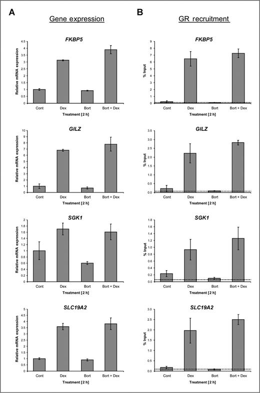Figure 3. Proteasome inhibition using bortezomib has neither a significant effect on GR target gene expression nor on GR recruitment to these target genes. Following a 15-minute pretreatment with 50 nmol/L bortezomib (Bort) or vehicle (ethanol, Cont), A549 cells were incubated with 100 nmol/L dexamethasone (Dex) for 2 hours. A, total RNA was harvested and the expression levels of GR target genes FKBP5, GILZ, SGK, and SLC were normalized to 28S ribosomal mRNA and graphed as described in Figure 2D; mean values ± SD, n = 2. B, GR binding to the glucocorticoid response elements (GRE) of these target genes was analyzed via ChIP analysis using a specific GR antibody. Nonspecific IgG was used to distinguish between specific and background binding (depicted as a dotted line). ChIP samples were normalized to input samples and expressed as “% input”; mean values ± SD, n = 3.