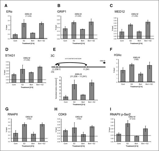 Figure 4. Bortezomib treatment has no effect on ERα, GRIP1, MED12, and STAG1 recruitment to target genes, does not influence estrogen-induced long-range interaction, shows no effect on the transcriptional initiation complex assembly but decreases RNAPII elongation on estrogen target genes. A–D and F–I, after a 15-minute pretreatment with 50 nmol/L bortezomib (Bort) or vehicle (ethanol, Cont), MCF7 cells were incubated with 10 nmol/L 17β-estradiol (E2) for 2 hours. ERα (A), GRIP1 (B), MED12 (C), STAG1 (D), H3Ac (F), RNAPII (G), CDK9 (H), and RNAPII p-Ser2 (I) binding to the indicated CXCL12 gene sites was analyzed via ChIP analysis using specific antibodies. ChIP analysis was conducted as in Figure 3B; mean values ± SD, n = 3. E, graphical scheme of the tested 3C sites on the CXCL12 locus. The interacting sites were chosen on the basis of their published ChIA-PET interactions by Fullwood and colleagues (25) and are labeled according to published ChIP-on-chip data by Carroll and colleagues (29). 3C assay was done as described in the Methods section. Purified 3C DNA samples were quantified by qPCR using a standard curve from BAC DNA containing the CXCL12 locus which was digested and ligated as for 3C samples. 3C values were normalized to values from an internal control site that lies between restriction enzyme sites, graphed relative to the control sample (set to 1), and represented as “normalized relative interaction”; mean values ± SD, n = 3.