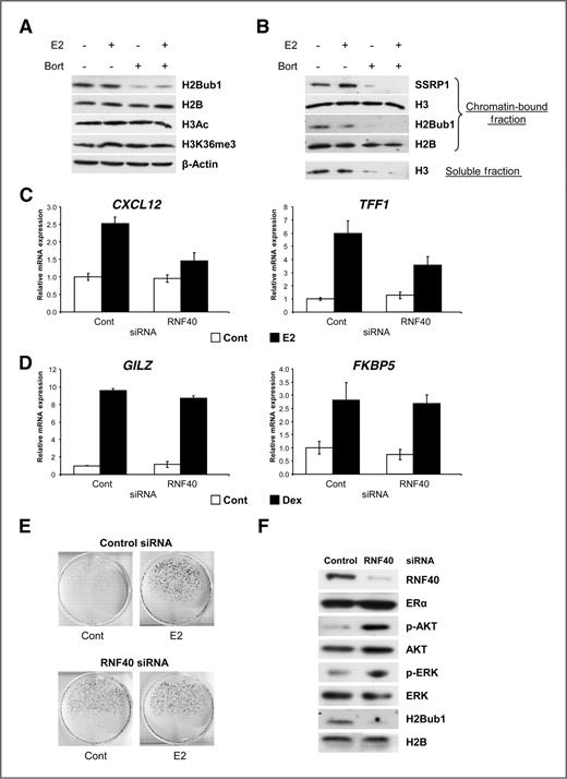 Figure 5. Proteasome inhibition using bortezomib decreases histone H2B monoubiquitination. Knockdown of the H2B ubiquitin ligase RNF40 decreases estrogen-induced target gene expression but enhances estrogen-independent proliferative capacity of breast cancer cells. A, after growing MCF7 cells in hormone-deprived medium for 3 days, cells were pretreated with either vehicle (ethanol) or 50 nmol/L bortezomib (Bort) for 15 minutes before incubating with 10 nmol/L 17β-estradiol (E2) for 2 hours. Whole protein extracts were analyzed via Western blotting with the indicated antibodies. β-Actin is shown as loading control. B, MCF7 cells were kept in hormone-depleted medium for 2 days and then treated (as in A). Nuclear protein extracts were separated into soluble and insoluble (chromatin) fractions and analyzed by Western blotting for SSRP1, histone H3, H2Bub1, and H2B protein levels. MCF7 (C) and A549 (D) cells transfected with RNF40 siRNAs for 24 hours were grown in hormone-free medium for an additional 48 hours before stimulation with either 10 nmol/L 17β-estradiol (E2; C) or 100 nmol/L dexamethasone (Dex; D) for 2 hours. Hormone-induced gene expression was normalized to hnRNPK (C) or 28S ribosomal RNA (D) levels and graphically represented as in Figure 2D; mean values ± SD, n = 3. E and F, clonogenic assay after RNF40 knockdown. MCF7 cells were transfected with control or RNF40 siRNA. The next day, cells were replated into 6-well plates. After attachment, growth medium was changed to hormone-deprived 5% CSS growth medium and cells stimulated with 10 nmol/L 17β-estradiol (E2) for 7 days (E). Efficient knockdown of RNF40 was verified and ERα, p-AKT, AKT, p-ERK, ERK, and H2Bub1 protein levels were analyzed by Western blotting. H2B was used as loading control (F).
