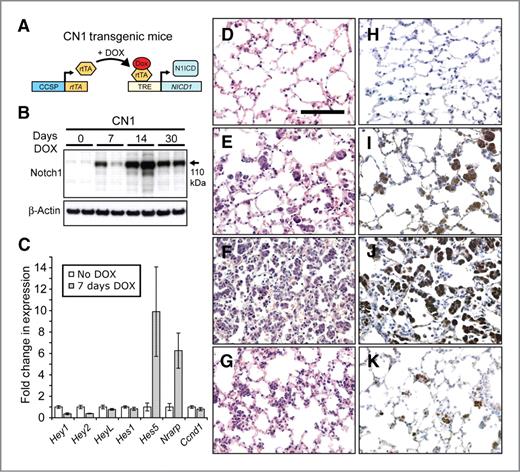 Figure 1. Overexpression of N1ICD induces transient alveolar hyperplasia. A, the C and N1 transgenes were used to direct N1ICD expression to lung epithelial cells with doxycycline (DOX) treatment. B, Western blot analysis of N1ICD expression in lung protein extracts after 0, 7, 14, and 30 days of DOX treatment. C, TaqMan analysis of a subset of known Notch target genes using reverse-transcribed lung RNA from CN1 mice either not treated with DOX or treated with DOX for 7 days (n ≥ 3 mice, error bars are ±SD). D–G, H&E-stained sections from CN1 lungs treated with DOX for 0 (D), 7 (E), 14 (F), and 30 (G) days. H–K, immunohistochemical staining for Notch1 in lung sections from CN1 mice treated with DOX for 0 (H), 7 (I), 14 (J), and 30 (K) days. Bar in D, 0.1 mm; D–K, same magnification.