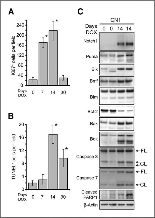 Figure 2. Apoptosis contributes to the clearance of N1ICD-overexpressing cells from the alveolar space. A, quantification of Ki67+ cells in the lungs of doxycycline (DOX)-treated CN1 mice (n ≥ 3 mice, error bars are ±SD; *, P < 0.01 compared with day 0 by Student's t test). B, quantification of TUNEL+ cells in the lungs of DOX-treated CN1 mice (n ≥ 3 mice, error bars are ±SD; *, P < 0.003 compared with day 0 by Student's t test). C, Western blot analysis of Bcl-2 family proteins, caspases 3 and 7 and PARP1 in the lungs of CN1 mice either untreated or treated with DOX for 14 days (FL, full-length; CL, cleaved forms). β-Actin served as a loading control.