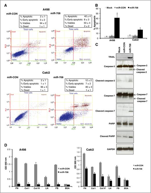 Figure 3. miR-708 induces apoptosis and reduces adherence to ECM. A, apoptosis assay in A498/Caki2 cells after miR-CON (left) and miR-708 (right) treatments. B, representation of average apoptotic fractions (early + late apoptotic) in each group. *, P < 0.0001. C, immunoblot analysis for apoptotic markers in mock/miR-CON/miR-708–transfected A498 cells. GAPDH was used as a loading control. D, adhesion assay for miR-CON/miR-708–transfected A498 and Caki2 cells to following ECM components: fibronectin (FN), collagen I (col I), collagen IV (col IV), laminin (LN), fibrinogen (FB). BSA was used as negative control. *, P < 0.05.