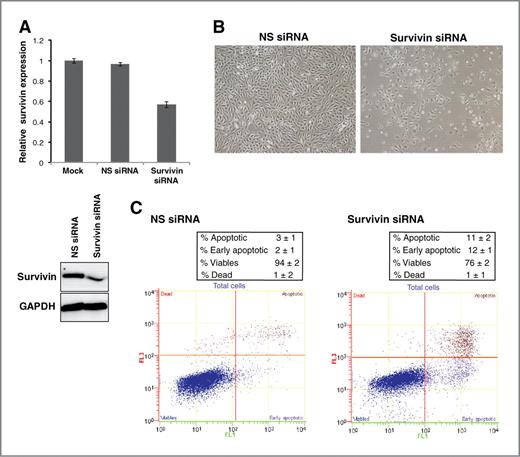 Figure 7. Survivin knockdown partially phenocopies miR-708 reexpression in renal cancer cells. A498 cells were transfected with siRNA specific to survivin and a control nonspecific (NS) siRNA for 72 hours followed by various assays. A, relative survivin mRNA expression (top) and protein expression (bottom) after siRNA transfections as assessed by real-time PCR and immunoblotting, respectively. B, morphologic alterations observed after survivin knockdown in A498 cells as assessed by phase-contrast microscopy. C, apoptosis assay in A498 cells after NS siRNA (left) or survivin siRNA (right) treatments.