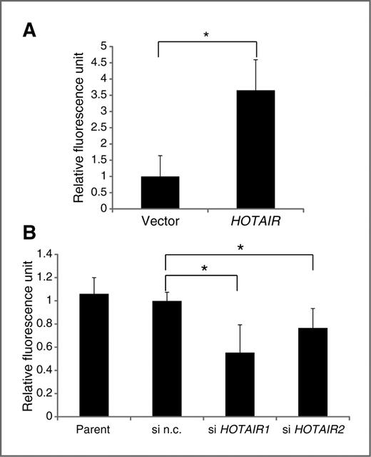 Figure 3. A, Matrigel invasion assay using HCT116 cells after enforced HOTAIR expression by lentiviral transduction. HOTAIR expression increased the invasiveness of HCT116 (P < 0.05). Error bars represent SD (n = 3). *, P < 0.05. B, Matrigel invasion assay using SW480 cells after transfection with siRNAs targeting HOTAIR (2 individual siRNAs: siRNA HOTAIR1 and siRNA HOTAIR2) and negative control siRNA (si n.c.). Error bars represent SD (n = 3). *, P < 0.05.