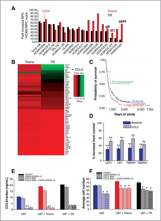 Figure 2. US28–CCL5 signaling promotes glioblastoma invasiveness. A, NPCs infected with Towne and TR HCMV strains (MOI = 1, 72 hours) were profiled with an HCMV DNA microarray containing all predicted ORFs for Ad169/Toledo strains. Expression levels of HCMV transcripts are displayed as fold increase over uninfected control. B, RNA from HCMV-treated and control NPCs were profiled with Affymetrix Gene 1.0 ST DNA arrays. The heatmap shows the 30 most upregulated and 30 most downregulated human transcripts in HCMV-infected NPCs versus mock. CCL5 was induced more than 40-fold by HCMV treatment (arrow). C, Kaplan–Meier curves showing the relationship between levels of CCL5 transcript and survival probability in patients with glioblastoma (log-rank P value upregulated vs. all other samples, P = 0.001523, REMBRANDT database, National Cancer Institute). D, human glioma cells (U251 and U87) and 2 primary glioblastoma-derived cultures (designated GBM#1 and GBM#2) transfected with US28 or control vector were subjected to Matrigel invasion assays in the absence or presence of CCL5 (50 ng/mL). **, P < 0.005, ANOVA. E, CCL5 levels measured by ELISA in mock-treated U87 cells or HCMV-infected with or without CCL5-neutralizing antibody. **, P < 0.005, ANOVA. F, mock-treated and HCMV-infected U87 cells were subjected to Matrigel invasion assays. Mean number of cells per filter is shown for each condition. **, P < 0.005, ANOVA. US28 knockdown was achieved with 2 siRNA duplexes in combination (siRNA1+2). Data from 1 representative experiment are shown. Each experiment was carried out in triplicate, and experiments were repeated 3 times.