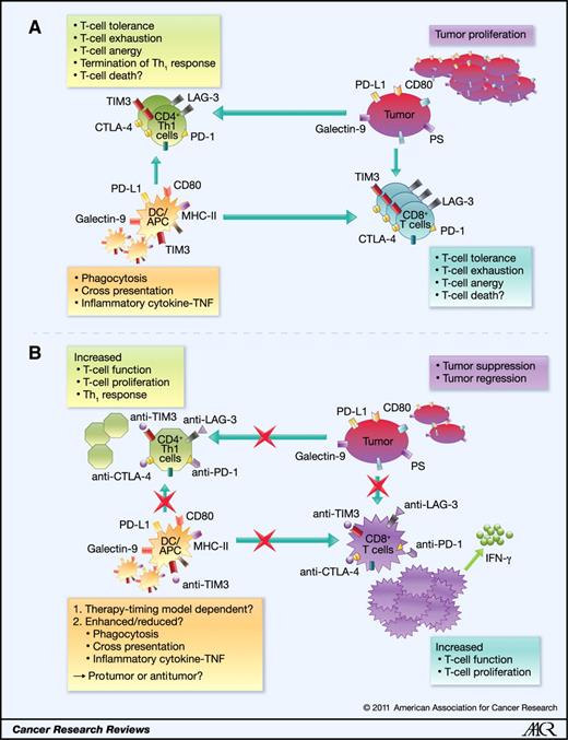 Prospects for TIM3-Targeted Antitumor Immunotherapy | Cancer Research ...