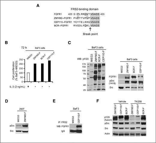 Figure 1. Activation of Src is associated with FGFR1 chimeric kinase expression. A, schematic outline of the FGFR1 break point junction in the chimeric FGFR1 fusion kinases shows conserved amino acids within the FRS2 consensus binding domain (amino acids 420–433; refs. 21, 22). B, cell proliferation rates in BaF3 cells transformed by ZMYM2–FGFR1 (ZMYM2-F), BCR–FGFR1 (BCR-F), or CEP110–FGFR1 (CEP110-F) show both IL-3 independence and an increased growth rate relative to cells carrying the empty vector (MIEGS). C, transduction of BaF3 cells (left) with the chimeric FGFR1 kinases identifies constitutive tyrosine phosphorylation in total cellular proteins using the anti-PY20 antibody compared with cells carrying the empty vector. These cells also show phosphoactivation of Src kinase (right). D, ectopic expression of ZMYM2–FGFR1 in adherent 293T cells also leads to increased levels of phospho-Src. E, IP using anti-FRS2 antibodies coprecipitates the CEP110–FGFR1 fusion protein in CEP110–FGFR1 (CEP110-F)-transformed BaF3 cells, but not in cells transduced with the empty vector. F, when BaF3 cells expressing either ZMYM2–FGFR1 or CEP110–FGFR1 are treated with the TKI258 (400 nmol/L) FGFR1 inhibitor, activation of both the FGFR1 fusion kinases and Src is inhibited. In contrast, TKI258 does not affect activation of either BCR–FGFR1 or Src in BCR–FGFR1-transformed cells. WB, Western blotting.