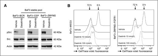 Figure 2. Downregulation of activated Src correlates with growth inhibition. A, dasatinib treatment (100 nmol/L) leads to suppression of Src kinase autophosphorylation in cells expressing ZMYM2–FGFR1, CEP110–FGFR1, and BCR–FGFR1. B, flow cytometric tracking of cell division with CellTrace Violet shows that 72 hours exposure to dasatinib reduces cell proliferation in cells expressing ZMYM2–FGFR1 but not cells carrying the empty MIEG3 vector or treated with DMSO (vehicle).