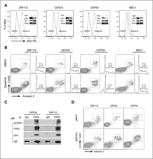 Figure 4. Inhibition of Src activation results in apoptotic cell death. A, flow cytometric and Western blot analysis of activated Src shows reduced phospho-Src levels in BaF3 cells stably expressing the 3 chimeric FGFR1 kinases following dasatinib treatment. ZNF112 expresses ZMYM2–FGFR1, CEP2A, and CEP5A cells express CEP110–FGFR1 and BBC1 expresses BCR–FGFR1. B, apoptosis and cell-cycle analyses show that dasatinib treatment (300 nmol/L for ZNF112, CEP2A, and CEP5A; 1,000 nmol/L for BBC, treated for 48 hours) remarkably increased cell apoptosis rate and decreased the percentage of cells in the S+G2 phase in ZMYM2–FGFR1 and CEP110–FGFR1 expressing cells. C, immunoprecipitation with anti-FRS2 in CEP2A and ZNF112 cells shows that both the phopho-FGFR1 fusion kinase and phospho-Src are present in the same immunocomplex. D, flow cytometry analysis shows that infection with a dominant negative K295R/Y527F Src (pDNSrc) retroviral construct induces cell death in the cell lines expressing the chimeric FGFR1 kinases compared with the empty vector alone.