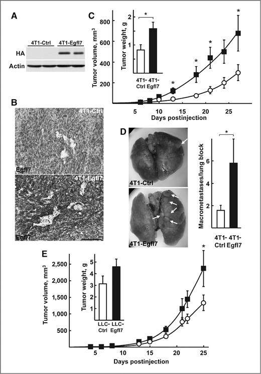 Figure 1. Egfl7 promotes tumor growth and metastasis. A, 4T1-Ctrl and 4T1-Egfl7 cells were injected into the mammary fat pads of Balb/c mice and tumors were dissected after 27 days. Tumor extracts (75 μg) were analyzed by Western blotting using anti-HA and anti-actin antibodies to visualize the expression of exogenous Egfl7 in reference to actin in 2 representative samples of each condition. B, tumor sections were immunostained using a specific anti-Egfl7 antibody (brown) to visualize the higher levels of expression in 4T1-Egfl7 tumors; bar, 100 μm. C, 4T1-Ctrl (○) and 4T1-Egfl7 (▪) cells were implanted into the mammary fat pads of Balb/c mice at day 0 and growing tumors measured over time; inset, average final weights of 4T1-Ctrl and 4T1-Egfl7 tumors. D, left, lungs of mice bearing 4T1-Ctrl and 4T1-Egfl7 primary tumors were dissected and photographed; arrows, macrometastases; right, average numbers of lung surface macrometastases counted in each animal group. E, LLC-Ctrl (○) or LLC-Egfl7 (▪) were injected in the skin of C57Bl/6 mice and tumors measured at regular times after injection; inset, average weights of LLC-Ctrl and LLC-Egfl7 tumors after 25 days. Data are representative of a set of 4 and 3 experiments carried out in similar conditions using 4T1 and LLC1 models, respectively. *, P < 0.05.