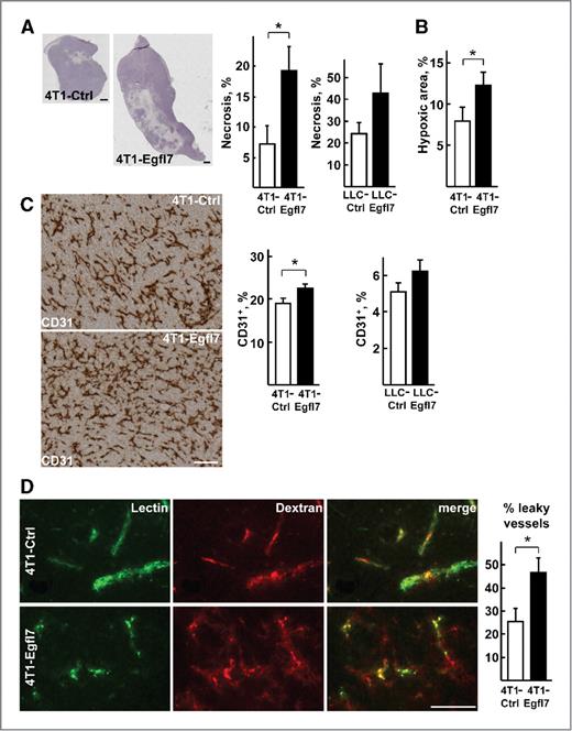 Figure 2. Increased necrosis, hypoxia, angiogenesis, and permeability in 4T1-Egfl7 tumors. A, left, 4T1-Ctrl and 4T1-Egfl7 tumor sections were stained with hematoxylin and eosin and necrosis identified as unstained areas; bars, 1 mm; right, necrotic areas were quantified as a percentage of total tumor area in the 4T1 and the LLC1 models. B, 4T1-Ctrl and 4T1-Egfl7 tumors were analyzed for hypoxia in 15 nonoverlapping sections of 4T1-Ctrl and 4T1-Egfl7 tumors. C, left, sections of 4T1-Ctrl and 4T1-Egfl7 tumors immunostained for CD31/PECAM (brown) to visualize the tumor endothelium; bar, 100 μm; right, quantification of CD31+ vessels in angiogenic hot spots in the 4T1 and LLC1 tumors; the area fraction represents the percentage of stained area in 20 nonoverlapping 2.4-mm2 fields. D, mice bearing 4T1-Ctrl or 4T1-Egfl7 tumors were injected with L. esculentum-fluorescein isothiocyanate (FITC) lectin and Dextran-Texas Red. Tumors were dissected and analyzed by fluorescent microscopy. Red staining outside FITC-stained vessels indicates blood leakage; bar, 100 μm. Histogram on the right indicates the mean percentage of leaky vessels counted in 25 independent 0.15-mm2 fields of 4T1-Ctrl and 4T1-Egfl7 tumors. *, P < 0.05.