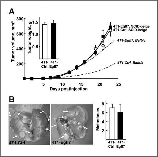 Figure 4. Egfl7 has no effects in the absence of a functional immune system. A, 4T1-Ctrl (○) and 4T1-Egfl7 (▪) cells were injected into the mammary fat pads of immunosuppressed SCID-beige mice and the developing tumors were measured overtime. Overlays of growth curves of 4T1-Ctrl (dashed) and 4T1-Egfl7 tumors (dotted) implanted in Balb/c mice in similar conditions are plotted at the same scale for comparison; inset, average final weights of 4T1-Ctrl and 4T1-Egfl7 tumors. B, left, lungs were dissected and photographed; arrows, macrometastases; right, average numbers of macrometastases counted at the surface of lungs of each animal group.