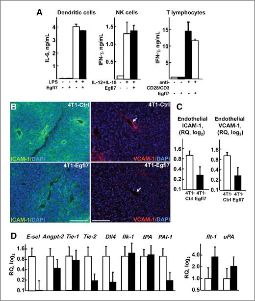 Figure 5. Egfl7 alters the tumor endothelium characteristics. A, dendritic cells (1 × 105, left) were cultured for 24 hours in the presence of LPS and rEgfl7 where indicated (+) and IL-6 was quantified in the supernatants. NK cells (5 × 104, middle) were incubated for 48 hours with IL-12 and IL-18 and with rEgfl7 where indicated (+) and IFN-γ was quantified in the supernatants. Purified splenic T lymphocytes (5 × 105, right) were stimulated with plate-bound anti-CD3 and soluble anti-CD28 in the presence of rEgfl7 where indicated (+) for 48 hours and production of IFN-γ in the supernatants was quantified. B, 4T1-Ctrl and 4T1-Egfl7 tumors were sectioned and immunostained for ICAM-1 (left, green) or VCAM-1 (right, red) and counterstained with DAPI (blue); bars, 100 μm. C, relative quantities (RQ) of ICAM-1 and VCAM-1 transcripts measured by quantitative RT-PCR in endothelial cells isolated from 4T1-Egfl7 and 4T1-Ctrl tumors. For each sample, levels were normalized to the actin expression levels. Data are expressed at 2(−ΔΔCt), taking 4T1-Ctrl values as reference. D, expression levels of the indicated genes in endothelial cells isolated from 4T1-Ctrl (white bars) and 4T1-Egfl7 (black bars) tumors as assessed by quantitative RT-PCR as above. Data are representative of 2 experiments carried out in similar conditions.