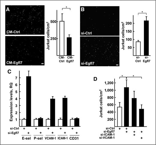 Figure 6. Egfl7 prevents the adhesion of T lymphocytes on endothelial cells. A, left, DiI-labeled Jurkat T lymphocytes were seeded onto a monolayer of confluent HUVECs that had been treated for 24 hours with a medium conditioned by 4T1-Ctrl (CM-Ctrl) or 4T1-Egfl7 (CM-Egfl7) cells; bar, 100 μm; right, values represent the average numbers of adhering Jurkat cells counted in 15 independent 2.4-mm2 fields. B, left, DiI-labeled Jurkat T lymphocytes were seeded onto a monolayer of confluent HUVECs that had been transfected with a control siRNA (si-Ctrl) or a siRNA targeting Egfl7 (si-Egfl7); bar, 100 μm; right, values represent the average numbers of adhering Jurkat cells counted (as in A). These experiments are representative of 3 experiments carried out in similar conditions. C, expression levels of E-selectin (E-sel), P-selectin (P-sel), VCAM-1, ICAM-1, and CD31/PECAM measured by quantitative RT-PCR in HUVECs transfected with a control siRNA (si-Ctrl) or a siRNA targeting Egfl7 (si-Egfl7). Levels are expressed at 2(−ΔΔCt), taking si-Ctrl values as reference. D, DiI-labeled Jurkat T lymphocytes were seeded onto a monolayer of confluent HUVECs that had been previously transfected with a control siRNA (si-Ctrl) or siRNAs targeting Egfl7 (si-Egfl7), ICAM-1 (si-ICAM-1), or VCAM-1 (si-VCAM-1) and quantified; values represent the average numbers of adhering Jurkat cells counted in 9 independent 2.4-mm2 fields. *, P < 0.05. RQ, relative quantities.