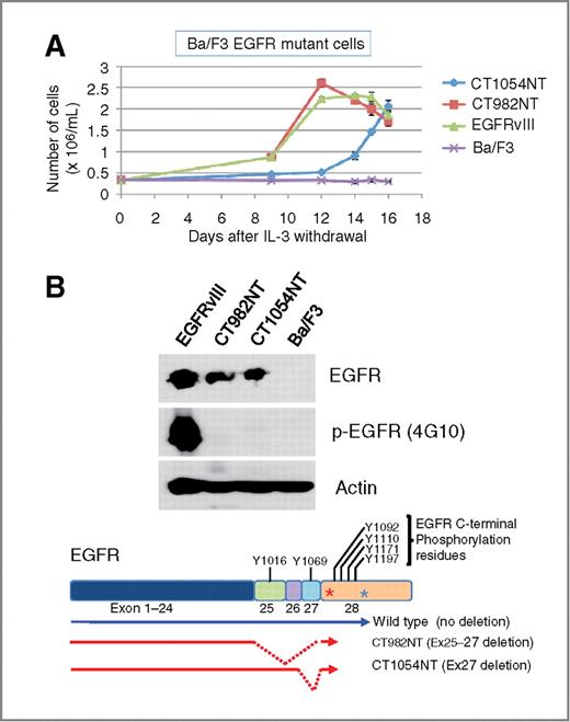 Figure 2. GBM-derived CT982NT and CT1054NT EGFR CTD deletion mutants are oncogenic in the absence of tyrosine phosphorylation. A, CT982NT and CT1054NT mutants confer IL-3 independency to Ba/F3 cells. IL-3–independent cell proliferation ability of Ba/F3 cell lines stably expressing CT982NT, CT1054NT, vIII mutant EGFR, as well as parental Ba/F3 cells, was assayed by counting cell numbers on 9, 12, 14, 15, and 16 days after IL-3 withdrawal. The results are indicated as means ± SD of 3 independent counts. B, tyrosine phosphorylation of EGFR is dispensable for oncogenic activity of CT982NT and CT1054NT mutants. Whole-cell lysates prepared from Ba/F3 cells analyzed in (A) were subjected to immunoblotting with antibodies against phospho-tyrosine (4G10), EGFR, and actin. Schematic cartoon shows the location of tyrosine residues for phosphorylation within exons consisting of C-terminal domain of wild-type EGFR and CT deletion mutants.