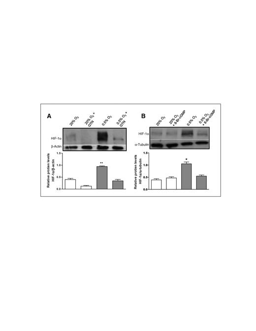 Figure 5. Nitric oxide mimetics prevent the hypoxia-induced upregulation of HIF-1α accumulation. Western blot analysis of endogenous HIF-1α protein levels in DU145 cells cultured in either 20% O2 or 0.5% O2 with or without 1 μmol/L nitroglycerin (A) or 10 nmol/L 8-Br-cGMP (B). Bars represent mean ± SEM. *, P < 0.05;**, P < 0.01, one-way ANOVA followed by Bonferroni multiple comparison post hoc test. Results represent pooled data from 3 to 4 independent experiments.