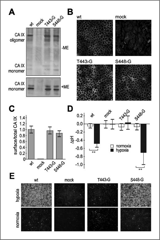 Figure 1. Analysis of CA IX variants with single inactivating mutations in phosphorylation sites Thr443 (T443 → G) and Ser448 (S448 → G). A, immunoblotting analysis of the mutants separated under nonreducing conditions (without β2-mercaptoethanol, −ME) and reducing conditions (+ME), and visualized with M75 Mab shows their correct molecular weight and oligomerization. The figure shows a representative blot of 3 independent experiments. B, immunofluorescence analysis with FITC-conjugated M75 MAb shows plasma membrane localization of both mutants. C, cell surface fraction of CA IX assessed by ELISA was calculated as a ratio of absorbance values of live cells (corresponding to cell surface CA IX) and fixed cells (corresponding to both surface and intracellular CA IX). D, effect of mutations on pHe was measured in transfected MDCK cells incubated in normoxia and hypoxia for 48 hours. The graph shows differences in pHe values (ΔpH). Data correspond to mean values from 10 independent experiments (**, P < 0.01), bars represent SD. E, accumulation of FITC-CAI occurred in hypoxic cells expressing wt CA IX and the S448 → G mutant, whereas it was diminished in mock-transfectants and in cells expressing the T443 → G mutant.