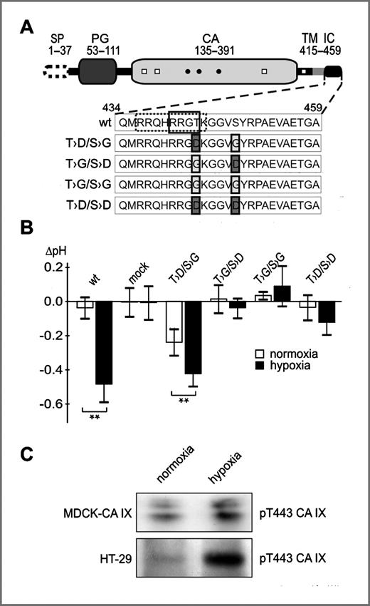 Figure 2. Effects of double mutations of CA IX at Thr443 and Ser448, and phosphorylation of Thr443 in hypoxic cells. A, domain composition of CA IX: SP–signal peptide, PG region, CA domain, TM–transmembrane domain, IC tail. Changes in IC amino acid sequence are indicated by boxes (dark gray for pseudophoshorylated residues and light gray for dephosphorylated residues). Empty box with solid line frame encloses the consensus-binding site for PKA, empty box with dotted line frame encloses the basic amino acids important for the function of CA IX (14). B, effect of double mutations on pHe in transfected MDCK cells incubated for 48 hours in normoxia or hypoxia. The graph shows differences between mean pH values (ΔpH) ± SD from 10 independent experiments (**, P < 0.01). C, phosphorylated CA IX was immunoprecipitated from cell extracts using the pT443 antibody, blotted, and visualized using the peroxidase-conjugated M75. CA IX phosphorylation was increased in hypoxia compared with normoxia. The figure represents 1 of 5 independent experiments with similar results.