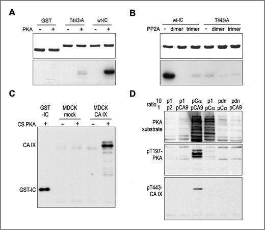 Figure 3. Phosphorylation and dephosphorylation of Thr443. A, in vitro kinase assay was carried out with the CS-PKA on GST fusion proteins containing the IC domain of CA IX in the wt version and in the mutated version with Thr443 replaced by Ala (T443 → A). The upper part of the figure represents a CBB-stained gel (loading control), the lower part represents autoradiograph of the proteins phosphorylated in the presence of [γ-32P]ATP. B, in vitro phosphatase assay was carried out with heterodimeric and heterotrimeric forms of PP2A on PKA-phosphorylated GST-tagged wt-IC fragment of CA IX. The upper part of the figure represents a gel with CBB-stained substrate proteins (loading control), the lower part represents autoradiograph. The data show that Thr443 is a substrate residue for PKA and PP2A. The experiments (in A and B) were repeated twice and representative results are shown. C, CA IX was immunoprecipitated by the M75 MAb from cell extracts, in vitro phosphorylated by CS-PKA, subjected to PAGE, blotted and incubated with the P-T443 CA IX antibody. In vitro phosphorylated GST-tagged wt-IC domain of CA IX protein (GST-IC) was used as a positive control. D, all 3 blots contain PAGE-resolved extracts from HEK293T/17 cells transfected with different combinations of the following plasmids: pcDNA3.1 (p1), pSG5C (p2), pSG5C-MN/CA9 (pCA9), pcDNA3.1-CSPKA (pCα), pcDNA3.1dnPKA (pdn). The plasmids were cotransfected in a ratio of 10:1. The blots were incubated with antibodies as indicated on the left side. The data show that phosphorylation of CA IX, activation of PKA and phosphorylation of PKA substrates occur only in the presence of CS-PKA. The experiment was repeated 4 times.
