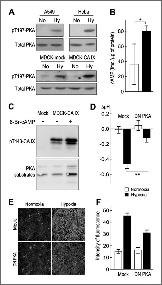 Figure 4. Relationship between hypoxia, cAMP, PKA, CA IX phosphorylation, and pHe acidification. A, immunoblotting analysis of activation (phosphorylation) of PKA Thr197 in hypoxia. The exeriment was repeated 3 times. B, intracellular cAMP levels in hypoxic and normoxic MDCK-CA IX cells evaluated using a direct immunoassay. Hypoxia was found to significanly increase cAMP levels in 3 independent experiments (*, P < 0.05). C, normoxic MDCK cells (mock and CA IX transfected) were treated with 0.5 mmol/L 8-BR-cAMP to activate PKA. PKA activation induced CA IX Thr443 phosphorylation as shown by immunoprecipitation with the pT443-specific antibody, blotting and immunodetection by M75 MAb conjugated with peroxidase. The experiment was repeated twice with similar results. D, pHe was measured in MDCK-CA IX cells transiently transfected with DN PKA versus mock-transfected control. DN PKA significantly reduced extracellular acidification mediated by CA IX in the hypoxic cell culture (**, P < 0.01), as verified in 3 independent experiments. E, binding of the FITC-CAI inhibitor to hypoxic MDCK-CA IX cells was reduced after transient transfection of DN PKA as visible from the reduced fluorescent signal. F, relative intensity of the fluorescence signal was evaluated using ImageJ software.