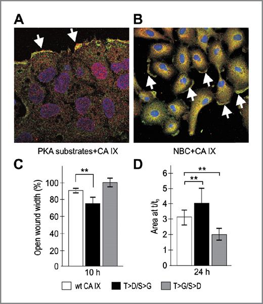 Figure 5. Colocalization of CA IX with NBC1 and PKA substrates and effect of CA IX phosphorylation on cell migration. A and B, A549 cells were incubated in hypoxia for 48 hours to induce expression of CA IX. Then they were treated with 20 ng/mL of HGF for 15 minutes, fixed, the cells were double stained with antibodies specific to CA IX, phospho-PKA substrates and NBC1 and analyzed by confocal microscopy (at original magnification 400×). Colocalization of CA IX with the examined proteins is clearly visible at the leading edges of cells stimulated to migration. C, wound healing assay on MDCK cells expressing wt-CA IX and double mutants in position 443 and 448. Confluent cell monolayers were starved overnight, then wounded and allowed to migrate as described. Wound width was measured in 16 positions immediately after wounding and 10 hours later, and wound closure in % was calculated. Cells expressing T → D/S → G mutant showed significantly improved (**, P < 0.01) healing capacity. D, cell islands were generated by plating the preformed cell aggregates. Spreading and outward migration were allowed to proceed for 24 hours. Significant increase (**, P < 0.01) was observed in areas of MDCK cells transfected with T → D/S → G mutant.