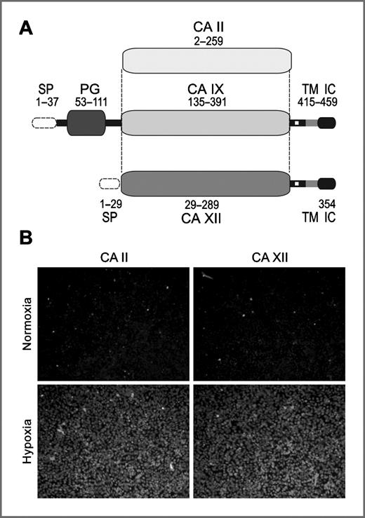 Figure 6. Construction of chimeric CA IX variants and their effects on binding of FITC-CAI to trasnfected MDCK cells. A, schematic drawing of chimeric constructs with the CA domain of CA IX replaed by CA II and CA XII. Structural domains of CA IX are designated as in Fig. 2A. B, binding of the CA IX-selective FITC-labeled inhibitor (FITC-CAI) to normoxic and hypoxic cells expressing the chimeric proteins.