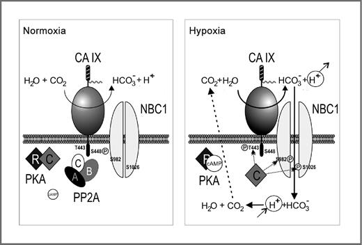 Figure 7. Model of PKA regulation of the CA IX. In normoxia, cAMP levels are relatively low, catalytic subunit of PKA [C] is kept inactive by interaction with the regulatory subunit [R], and PP2A is presumably associated with the IC tail of CA IX. Thus, CA IX remains unphosphorylated at Thr443 and its activity is low. NBC1 is unphosphorylated at indicated Ser residues and the bicarbonate import does not occur. In hypoxia, cAMP levels rise, leading to release of C PKA, which can phosphorylate Thr443 of CA IX and Ser982 and Ser1026 residues of NBC1. This results in a spatially coordinated and functionally coupled activation of CA IX-catalyzed production of bicarbonate ions and in activation of NBC1-mediated bicarbonate transport across the membrane. Intracellular bicarbonate can then consume intracellular protons to form CO2, which leaves the cells by diffusion. This contributes to intracellular neutralization. On the other hand protons generated at the outer side of the membrane via the CA IX-catalyzed reaction contribute to extracellular acidification. Because this model counts on the presence of CA IX in normoxia, it is mostly relevant to reoxygenated cells, which contain CA IX induced by preceding hypoxia.