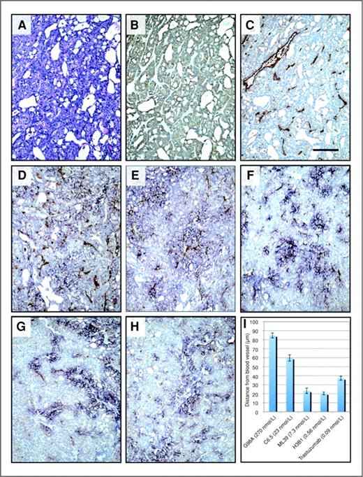 Influence Of Affinity And Antigen Internalization On The Uptake And 