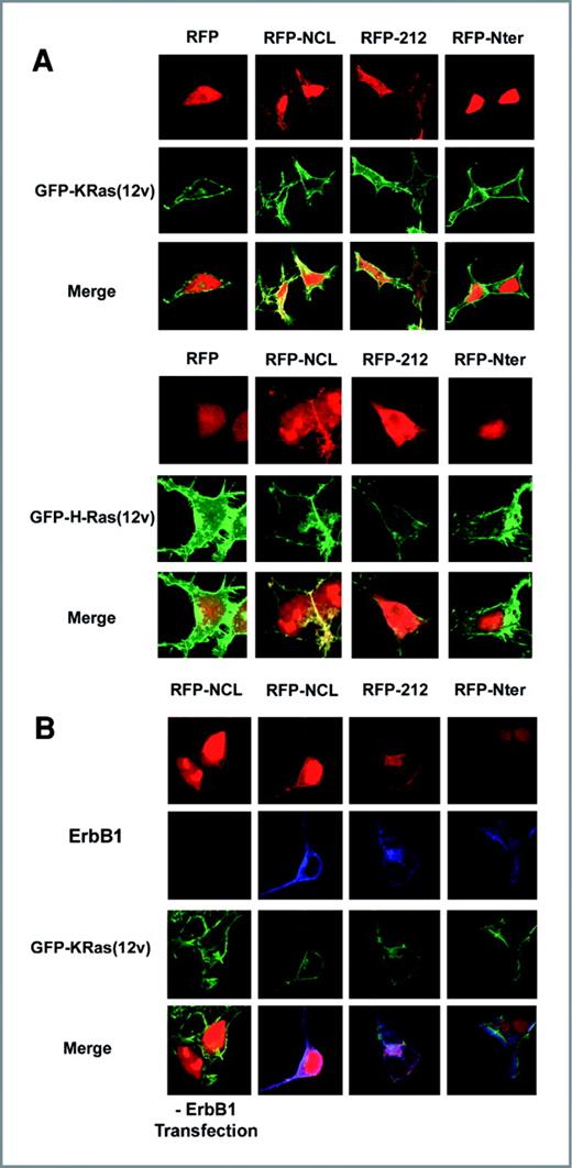 Figure 4. Cellular distribution of K-Ras (12V) or H-Ras (12V), nucleolin mutants, and ErbB1. A, HEK-293T cells were transfected with GFP-K-Ras(12V) or H-Ras (12V) and pDsRed, pDsRed-nucleolin, pDsRed-N-ter, or pDsRed-212-C-ter as indicated. At 48 hours following transfection, cells were fixed and subjected to confocal microscopy. GFP-K-Ras(12v) or H-Ras (12V) are visualized in green and pDsRed expression vectors are seen in red. Representative cells are presented. B, HEK-293T cells were transfected with GFP-K-Ras(12V), pCDNA3-ErbB1, and pDsRed, pDsRed-nucleolin, pDsRed-N-ter, or pDsRed-212-C-ter as indicated. At 48 hours following transfection, cells were fixed and subjected to immunostaining with anti-ErbB-1 followed by Alexa Fluor 405–labeled goat anti-rabbit secondary antibodies. Confocal microscopic images of representative cells are shown. ErbB1 is visualized in blue, GFP-K-Ras(12v) in green, and pDsRed expression vectors are seen in red.