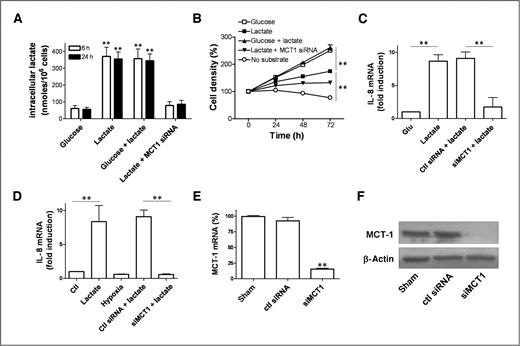 Figure 1. MCT1-dependent lactate uptake in endothelial cells stimulates IL-8 expression. Endothelial cells were exposed to medium containing glucose, lactate (10 mmol/L), glucose + lactate, or none of the aforementioned; in some experiments, cells were first transfected with a MCT1-targeting siRNA (or a control siRNA) or incubated under 1% O2 for the same period of time. Graphs represent these different conditions: (A) the intracellular lactate concentrations determined after 6 and 24 hours of treatment, (B) the extent of cell proliferation after 24, 48, and 72 hours, (C) IL-8 mRNA levels as determined by qPCR, and (D) IL-8 protein expression as determined by ELISA. **, P < 0.01, n = 3 to 4. MCT1 silencing with dedicated siRNA (vs. sham conditions and control siRNA) was confirmed (72 hours posttransfection) by qPCR (E) and by immunoblotting as shown in a representative Western blot (F); β-actin signal is used as a gel loading control. **, P < 0.01, n = 3 to 4.