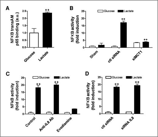 Figure 2. Lactate stimulates NF-κB activity in endothelial cells in a MCT1-dependent manner. A, bar graph represents the extent of p65 subunit detected in a NF-κB TransAM assay from nuclear extracts of endothelial cells exposed for 6 hours to glucose- or lactate (10 mmol/L)-containing medium (P < 0.01, n = 3). Other bar graphs represent the NF-κB activity (normalized per cell numbers) determined using a dedicated luciferase reporter assay (see Materials and Methods) from endothelial cells cultured for 6 hours in glucose- (open bars) or lactate- (black bars) containing medium (B) after transfection with a MCT1-targeting siRNA (vs. sham conditions and control siRNA), (C) after treatment with 10 μg/mL anti-IL-8–blocking antibody or 500 nmol/L evodiamine, (D) after transfection with a IL-8–targeting siRNA (vs. control siRNA); each bar represents the mean ± SEM of 3 independent experiments (**, P < 0.01).