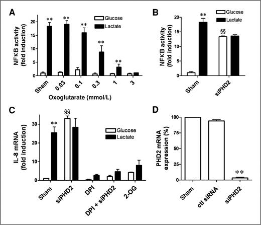 Figure 4. Lactate induces the NF-κB/IL-8 pathway in endothelial cells in a 2-oxoglutarate/PHD2-dependent manner. Bar graphs represent NF-κB activity determined using a dedicated luciferase reporter assay in the presence of (A) increasing concentrations of 2-oxoglutarate (2-OG) and (B) after PHD2-targeting siRNA transfection in glucose (open bars) or lactate (black bars; **, P < 0.01 vs. corresponding glucose condition, §§, P < 0.01 vs. corresponding sham glucose condition, n = 3). C, bar graph represents IL-8 mRNA expression determined by qPCR from endothelial cells treated as before (PHD2 siRNA or 1 mmol/L 2-OG), in the presence (or not) of flavoenzyme inhibitor diphenyleneiodonium chloride (DPI; 10 μmol/L) for 6 hours in glucose- (open bars) or lactate- (black bars) containing medium (**, P < 0.01, §§, P < 0.01 as before, n = 3). D, PHD2-silencing with dedicated siRNA (vs. sham conditions and control siRNA) was confirmed (24 hours posttransfection) by qPCR (P < 0.01, n = 3).