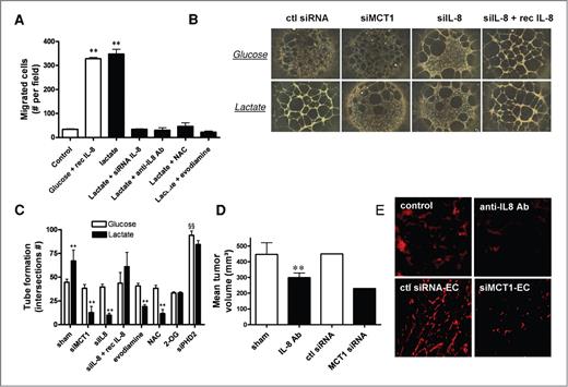 Figure 6. Lactate stimulates IL-8–dependent angiogenesis in vitro and in vivo in a MCT1-dependent manner. A, bar graph shows the extent of (24 hours) migrated endothelial cells (per microscopic field) through Matrigel coated-filters in response to 5 ng/mL recombinant IL-8 (in glucose medium) or in response to lactate (added to the upper well compartment), including after cell transfection with a dedicated IL-8-targeting siRNA or concomitant incubation with a blocking anti-IL-8 antibody, 10 mmol/L NAC or 500 nmol/L evodiamine (**, P < 0.01, n = 4). B, representative photographs of (24 hours) tube formation in glucose- or lactate-containing medium from Matrigel-plated endothelial cells after transfection with a control siRNA, a MCT1-targeting siRNA, or an IL-8–targeting siRNA with or without addition of recombinant IL-8. C, bar graph represents the quantification of tubulogeneis experiments as described in B as well as in similar assays performed in the presence of evodiamine, NAC, or 2-oxoglutarate and after transfection with PHD2-targeting siRNA (**, P < 0.01 vs. corresponding glucose conditions; §§, P < 0.01 vs. sham condition, n = 4). D, bar graph represents the mean volumes of tumors removed from mice injected (14 days before) with Matrigel plug containing 5 × 105 wild-type WiDr cells mixed with 5 × 104 endothelial cells in the presence (or the absence) of an anti-IL-8–blocking antibody or following pretreatment of HUVEC with a MCT1-targeting siRNA (n = 5–6 mice per group; **, P < 0.01). E, representative photographs of CD31 immunostaining of corresponding tumor sections.