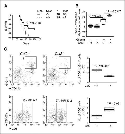 Figure 4. Endogenous CCL2 promotes glioma development and tumor infiltration of MDSCs. Gliomas were induced in C57BL/6 background Ccl2-deficient or WT mice. A, symptom-free survival was monitored. B, total RNA was extracted from the mouse brains with or without gliomas to conduct quantitative RT-PCR for Cxcl10 mRNA expression levels. C, BILs were isolated to conduct flow cytometry for subpopulations of CD11b+Gr-1+ (top) and CD8+CD107a+ (bottom) cells. Representative flow data (left) and cumulative enumerations from multiple experiments (right) are shown. Numbers in dot plots indicate percentage of gated subpopulations in leukocyte-gated populations; MFI of CD107a on CD8-gated subpopulation is also indicated in the bottom panels.